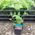 Stračonôžka (Delphinium) 'Astolat' - P9